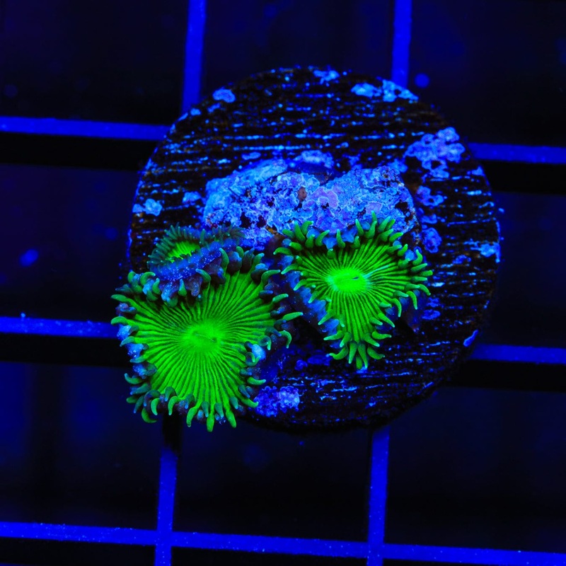 TSA Green Implosion Palythoa Coral