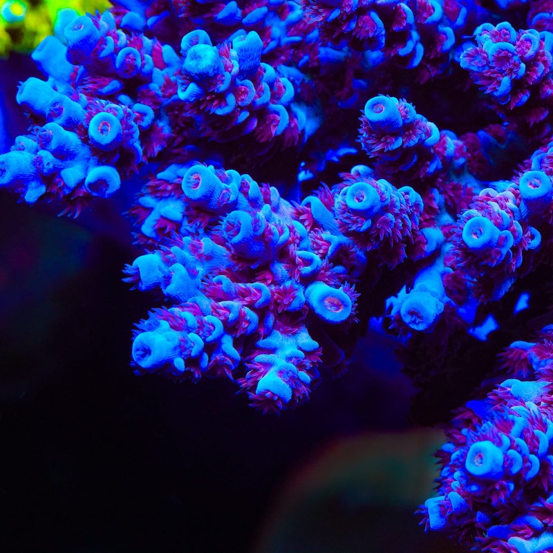 TSA Heisenberg Tenuis Acropora Coral