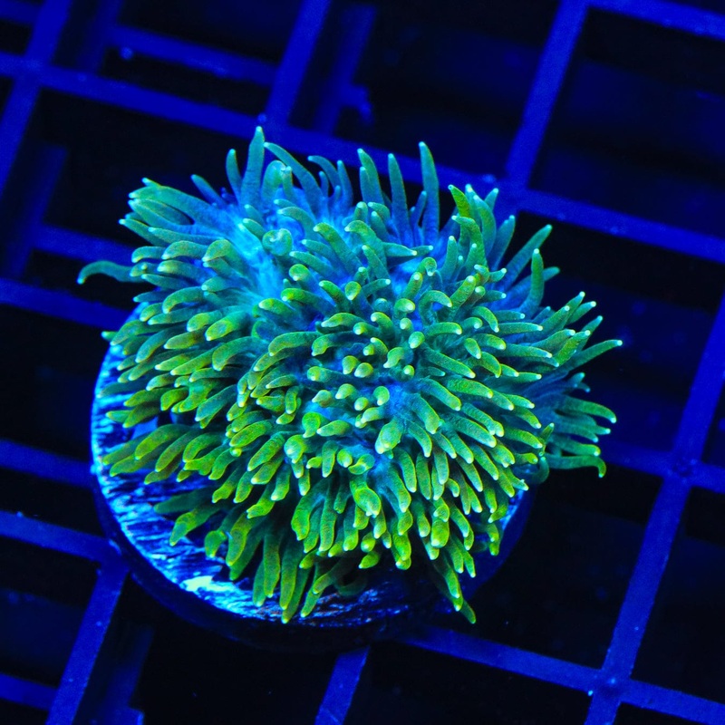 TSA Iceman Hydnophora Coral