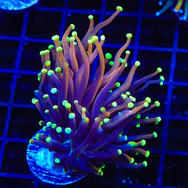 TSA Jester Insanity Torch Coral