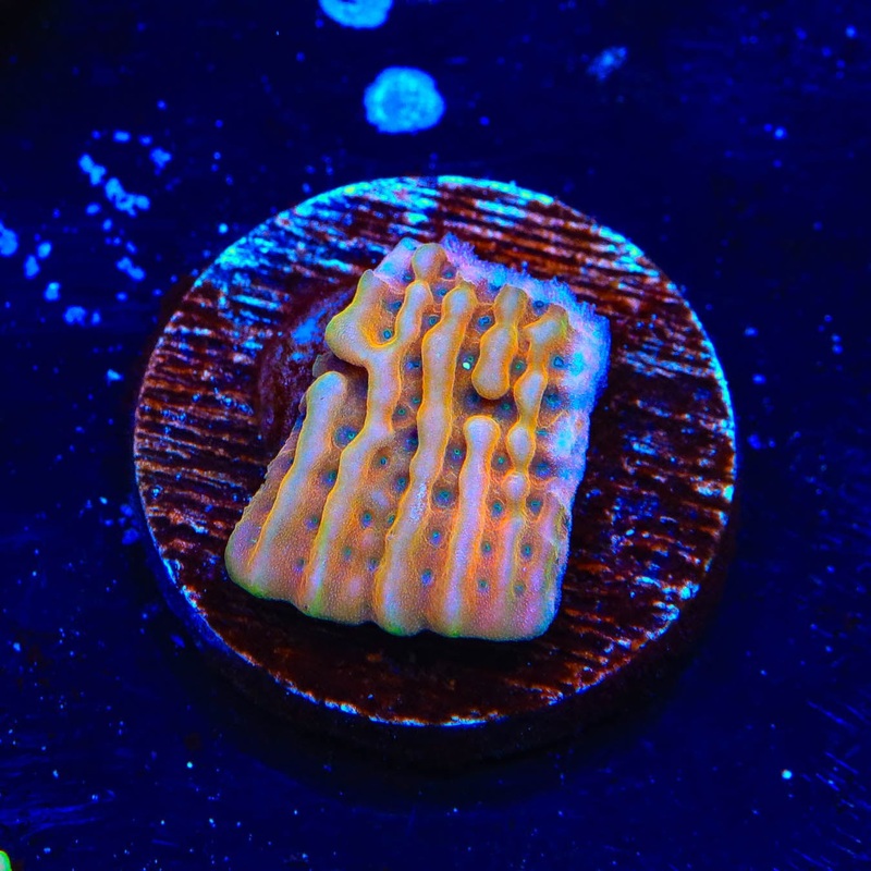 TSA Kaboom Montipora Coral