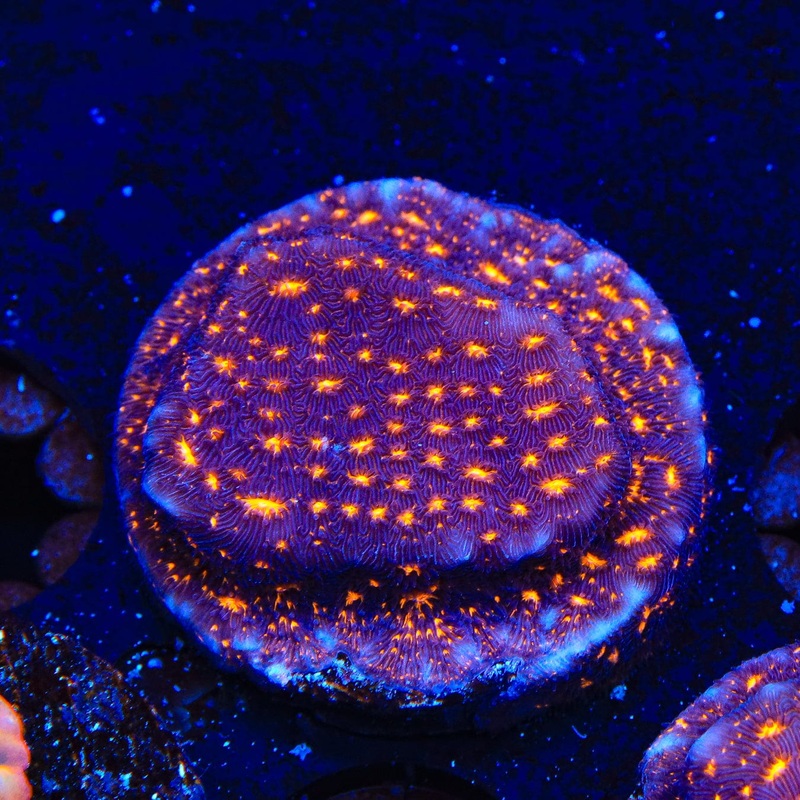 TSA Lava Field Leptoseris Coral