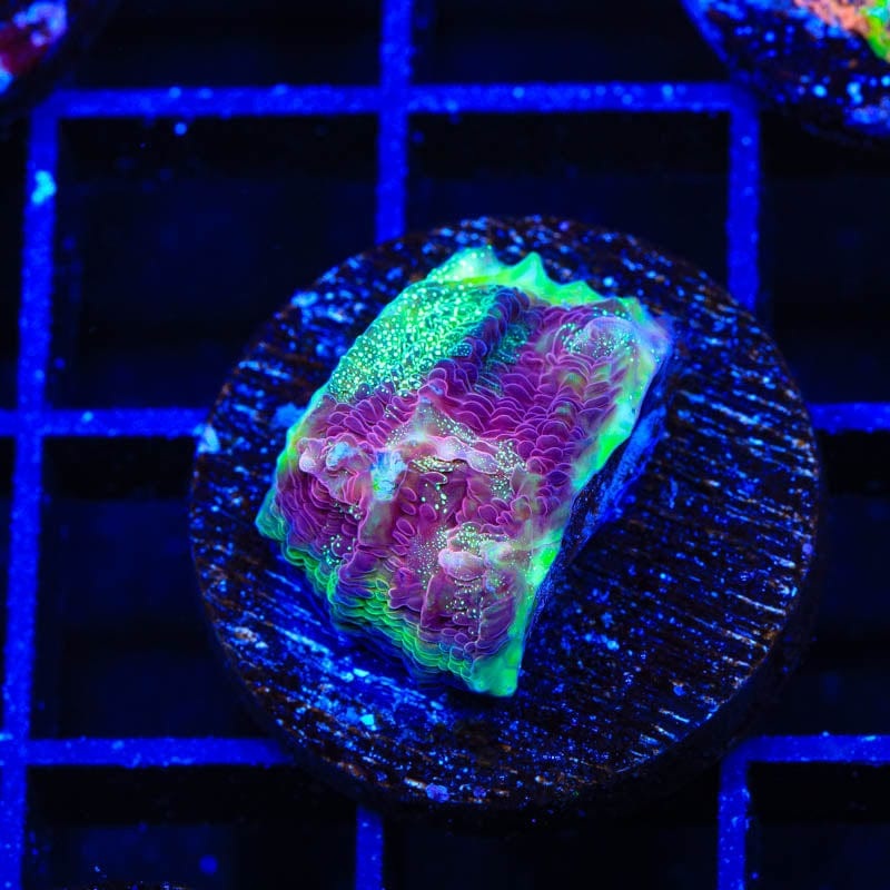 TSA Luigi Chalice Coral