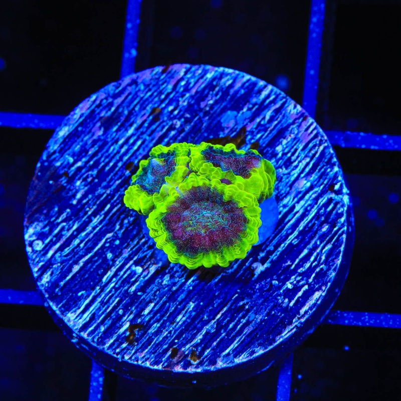 TSA Lunar Favia Coral