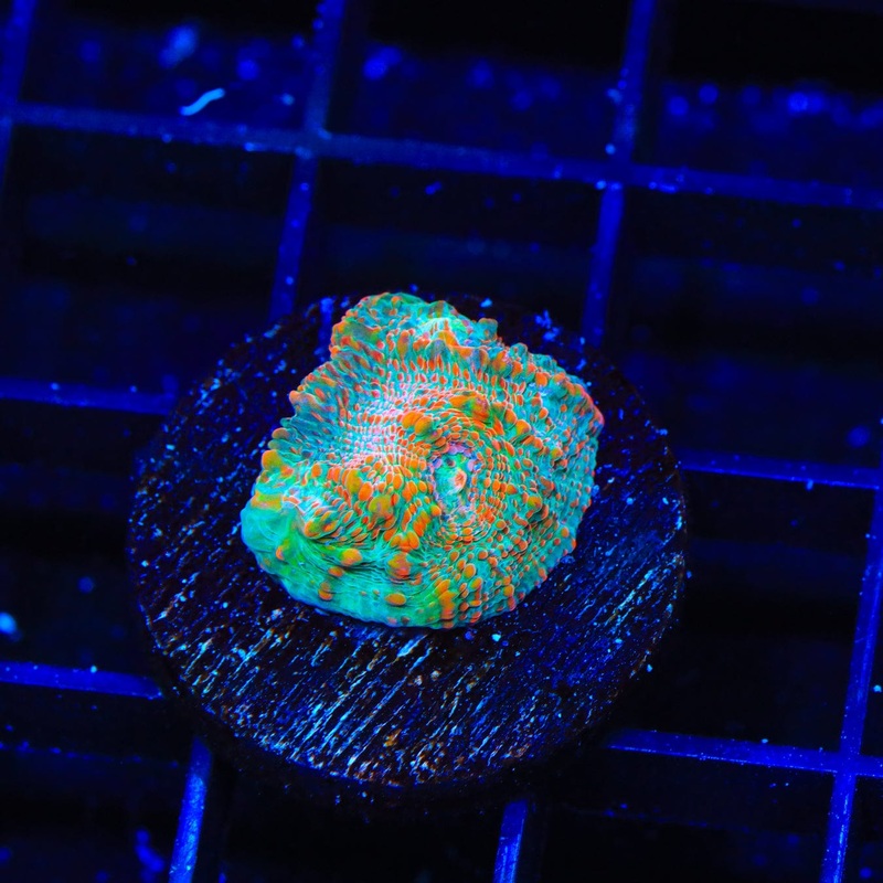 TSA Mango Habanero Chalice Coral