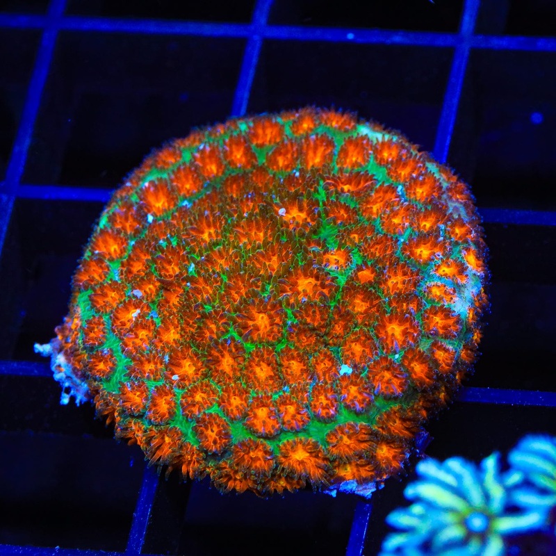 TSA Mayhem Leptastrea Coral
