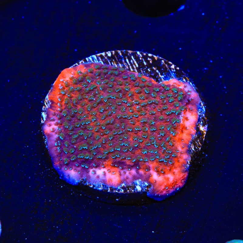 TSA Megachrome Montipora Coral