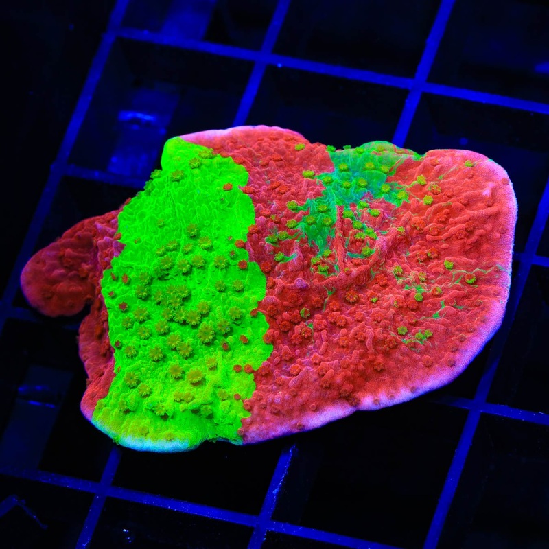 TSA Mind Meld Montipora Coral