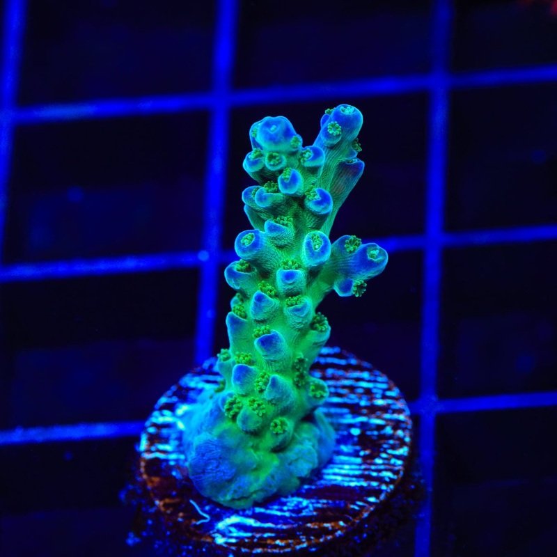 TSA Mossberry Acropora Coral