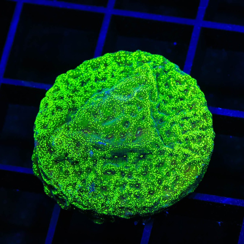 TSA Northern Lights Leptoseris Coral