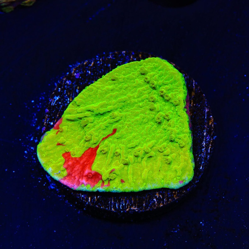TSA Nuclear Fusion Montipora Cap Coral