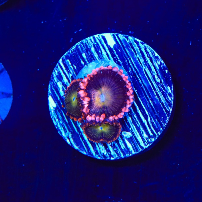 TSA Pinwheel Zoanthids Coral