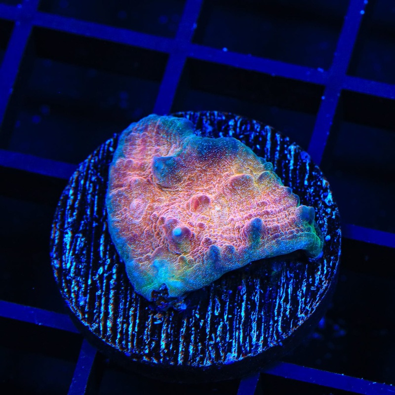 TSA Pony Express Chalice Coral