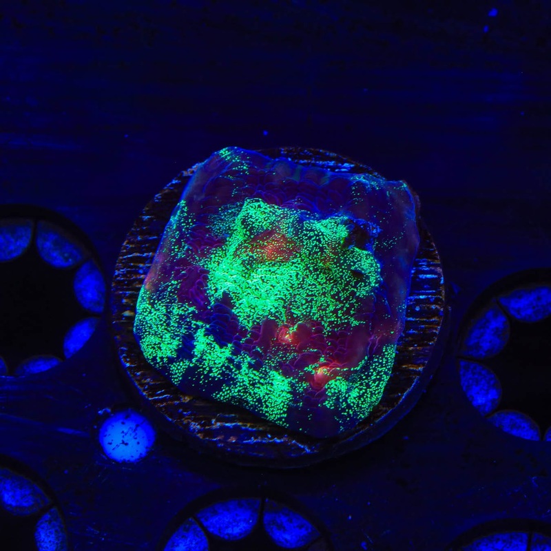 TSA Psychedelic Watermelon Chalice Coral