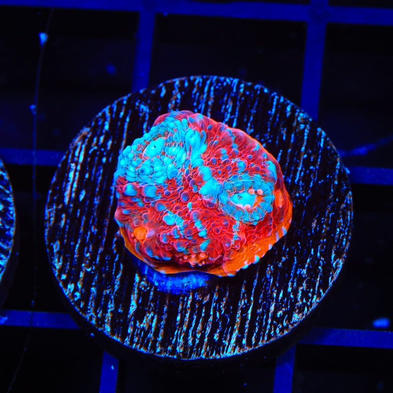 TSA Rainbow Explosion Chalice Coral