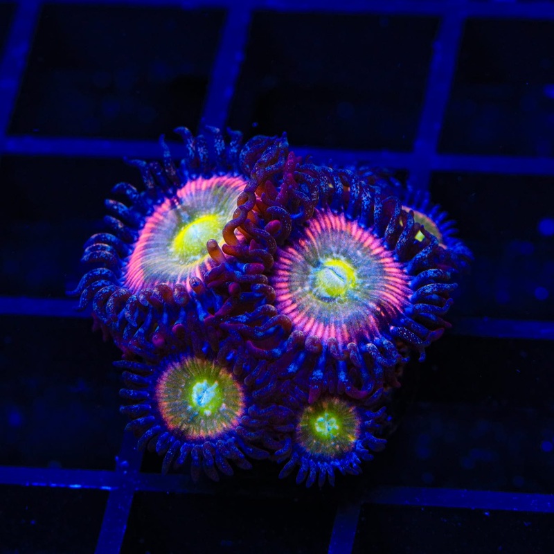 TSA Rainbow Spectrum Zoanthids Coral