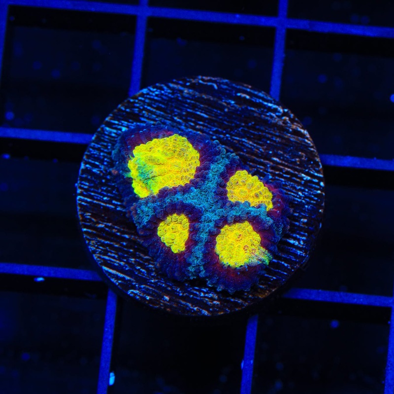 TSA Rapture Favia Coral