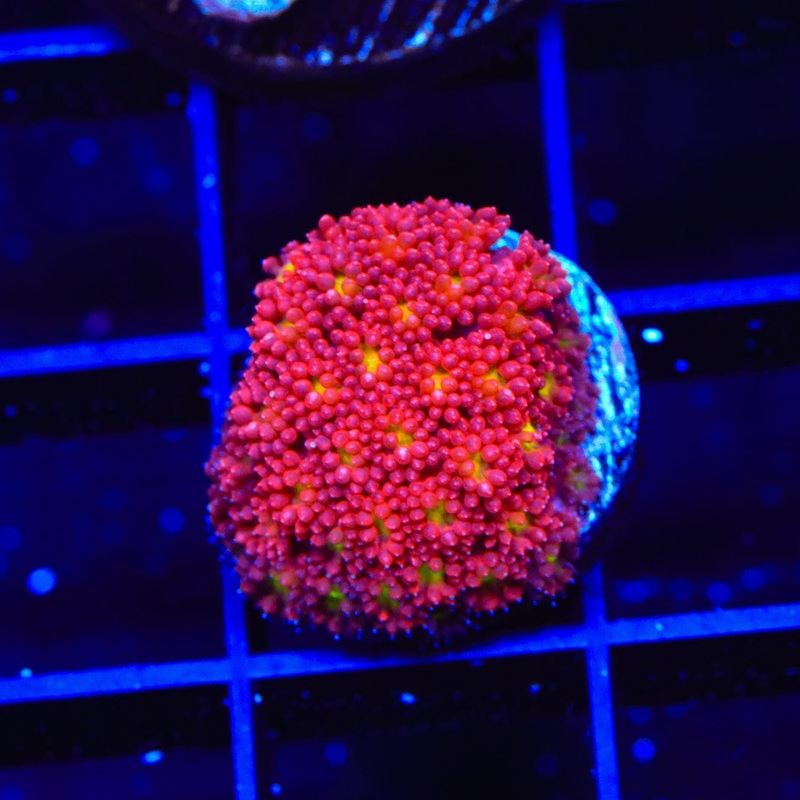TSA Raspberry Limeade Goniopora Coral