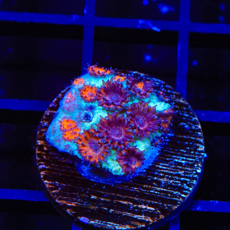 TSA Red Eye Plesiastrea Coral