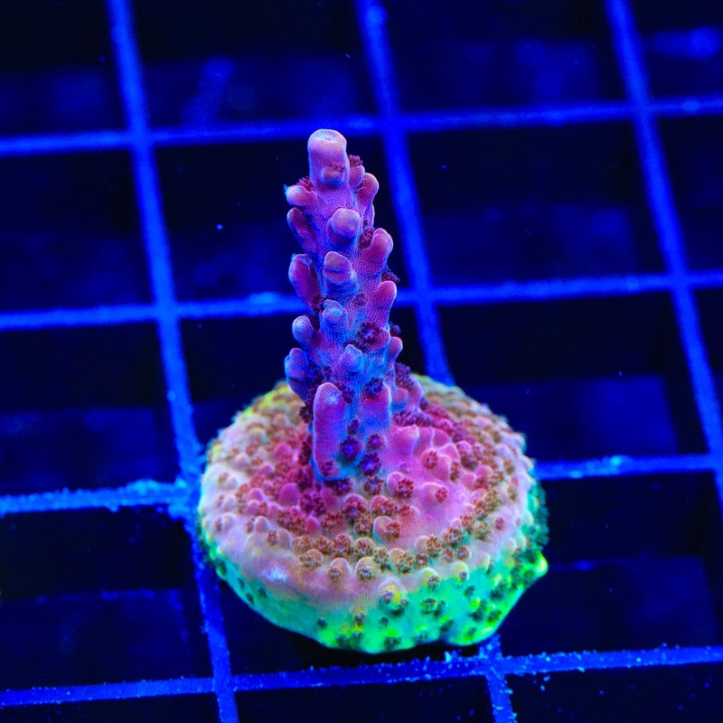 TSA Red Robin Acropora Coral