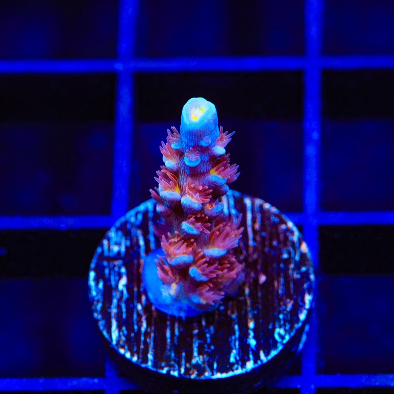 TSA Rocky Balboa Acropora Coral