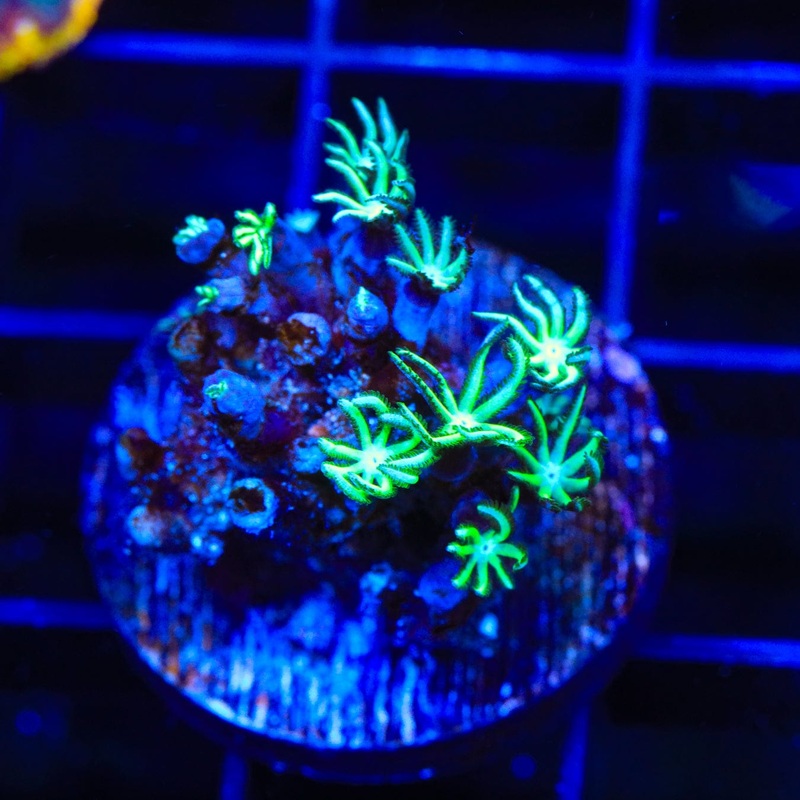TSA Snowday Pipe Organ Coral