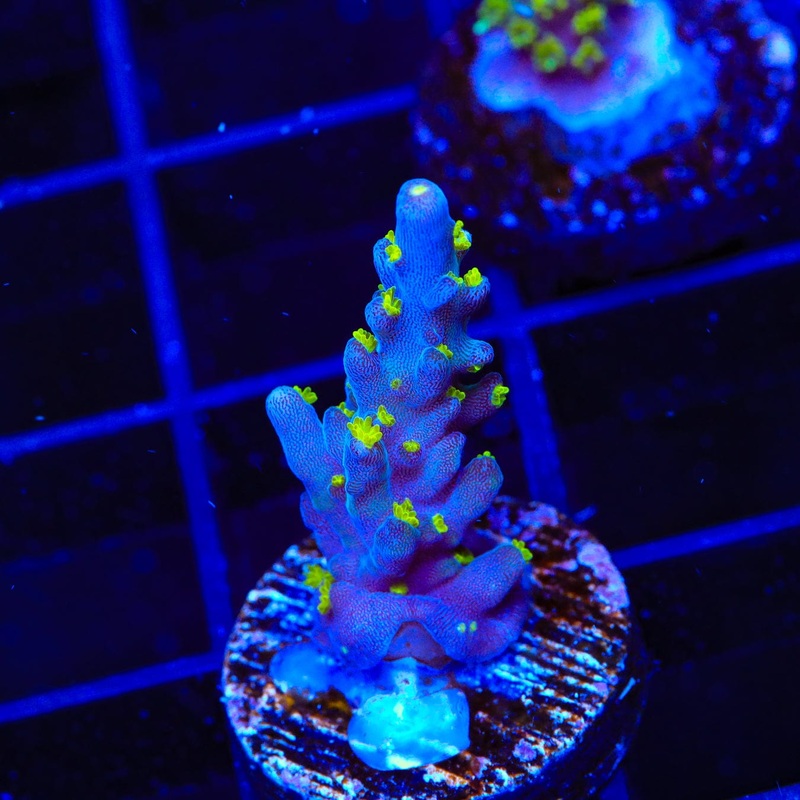 TSA Sour Patch Acropora Coral