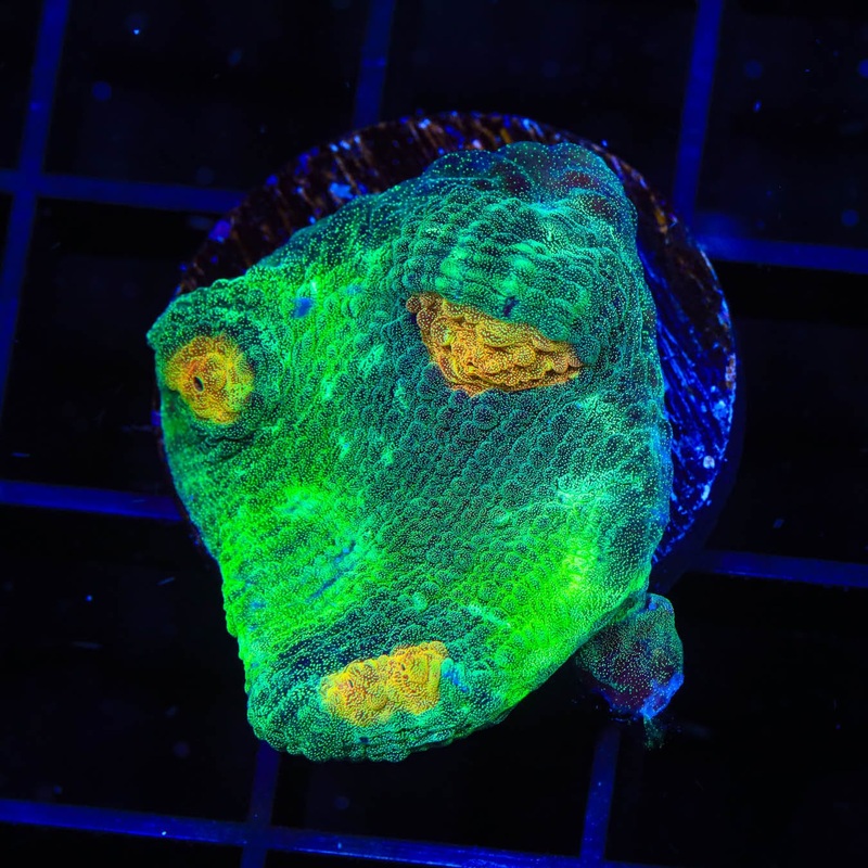 TSA Space Dune Chalice Coral