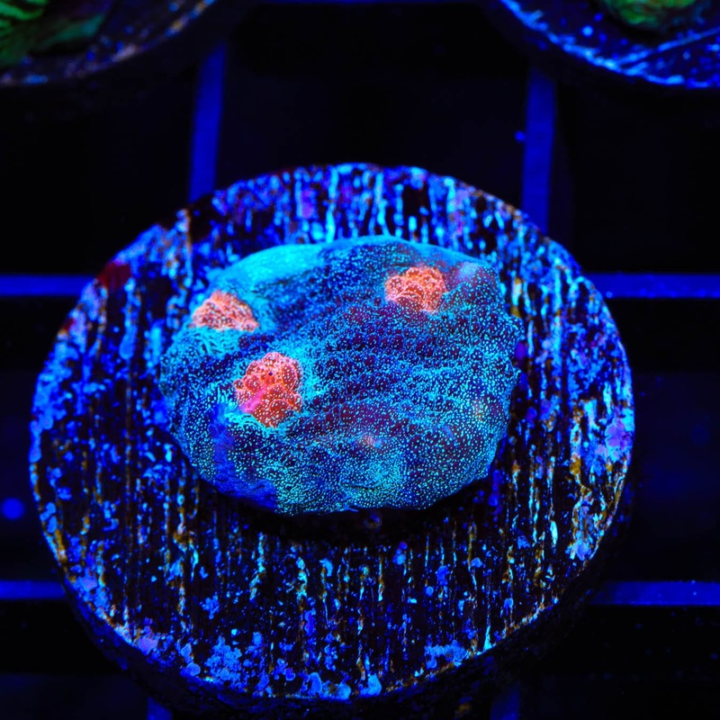TSA Space Out Chalice Coral