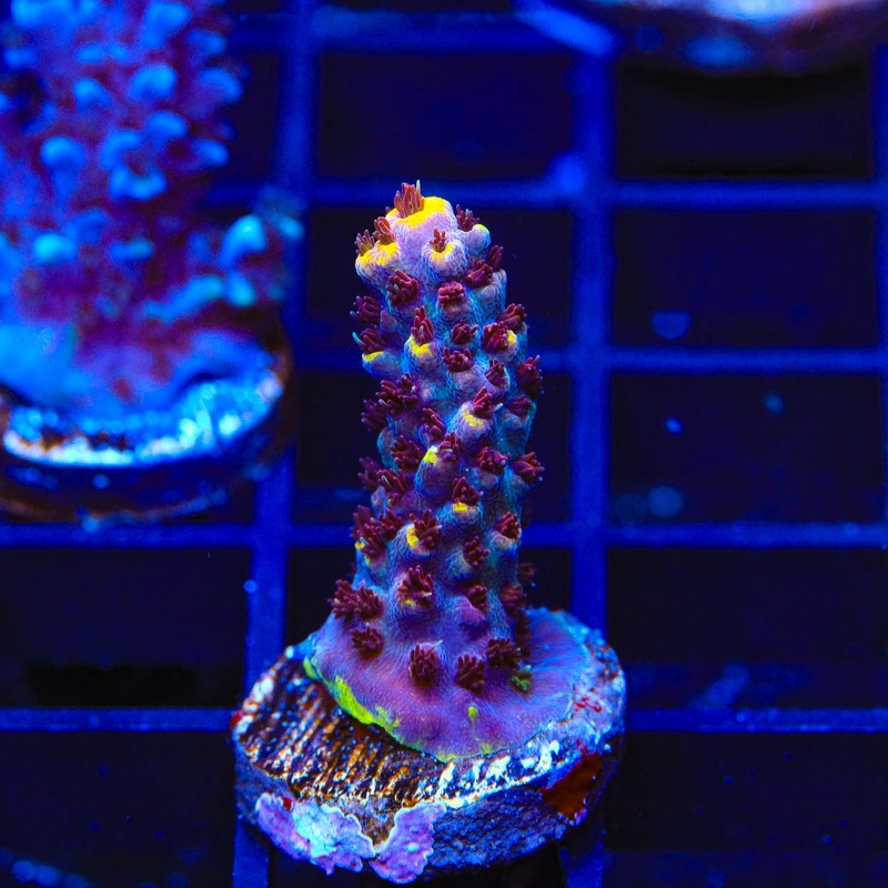 TSA Spyro the Dragon Acropora Coral