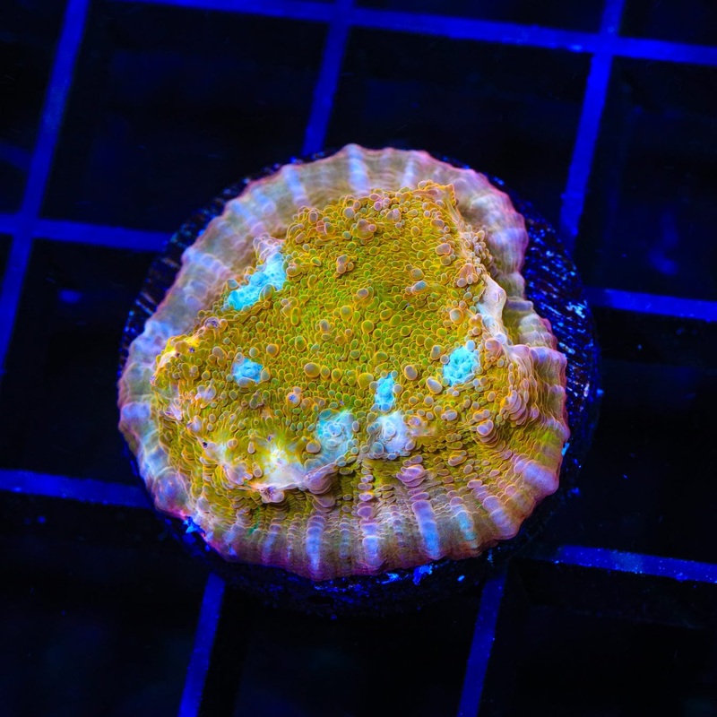 TSA Sugar Cookie Chalice Coral