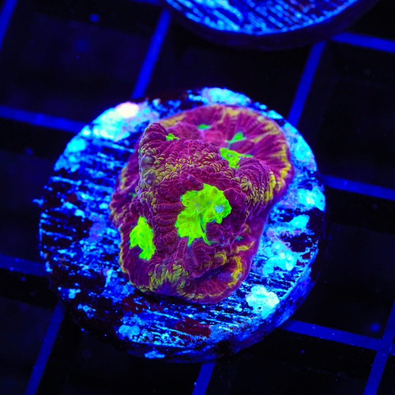 TSA Texas Tornado Favia Coral
