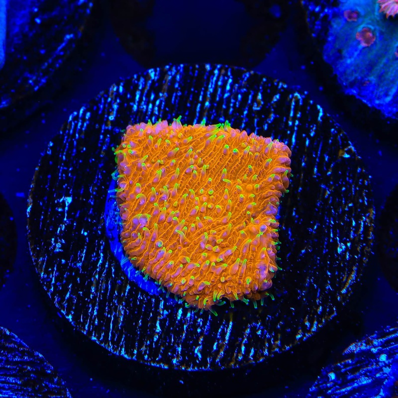 TSA Thornberry Lithophyllon Coral