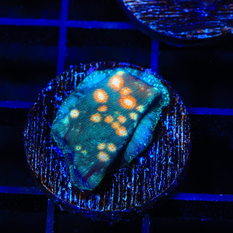 TSA Treasure Island Leptoseris Coral
