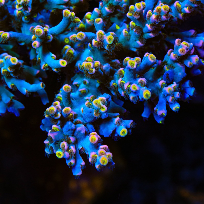 TSA Tuco Speciosa Acropora Coral