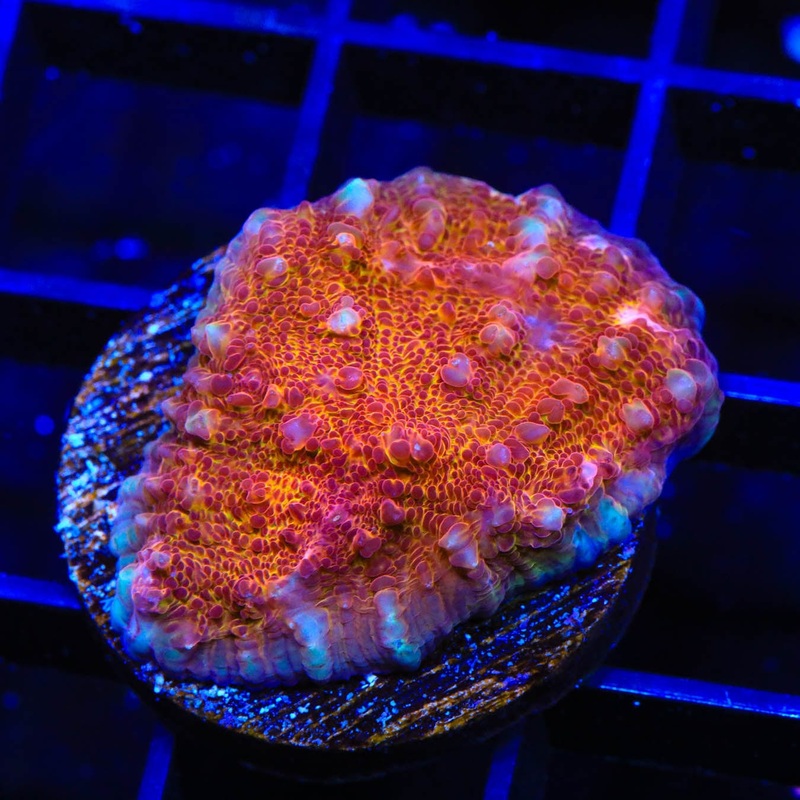 TSA Wildfire Chalice Coral