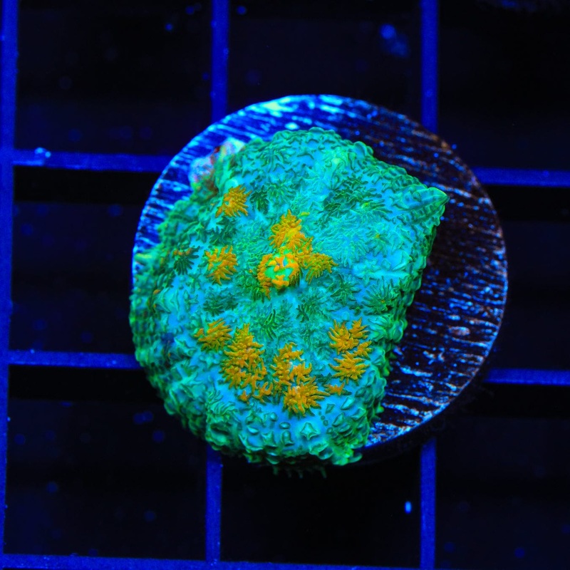TSA Yellow Dotted Rhodactis Mushroom Coral