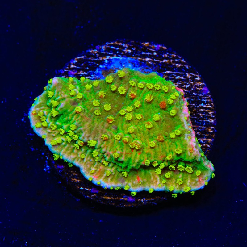 WWC Sunfire Montipora Cap Coral