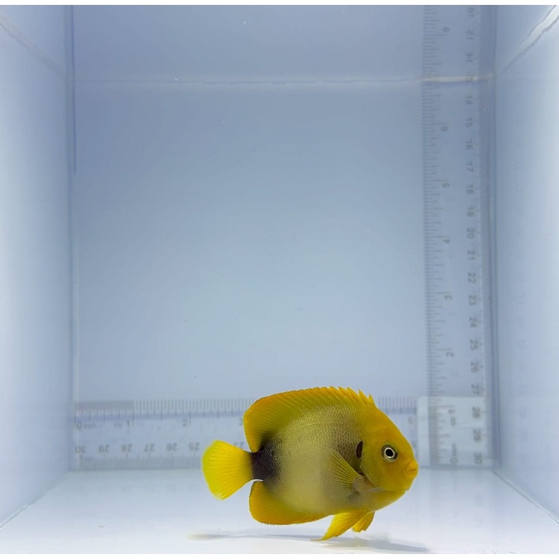 African Angelfish