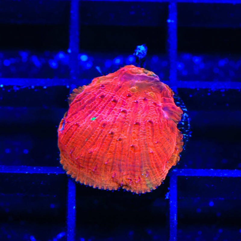 Diablo Diaseris Plate Coral