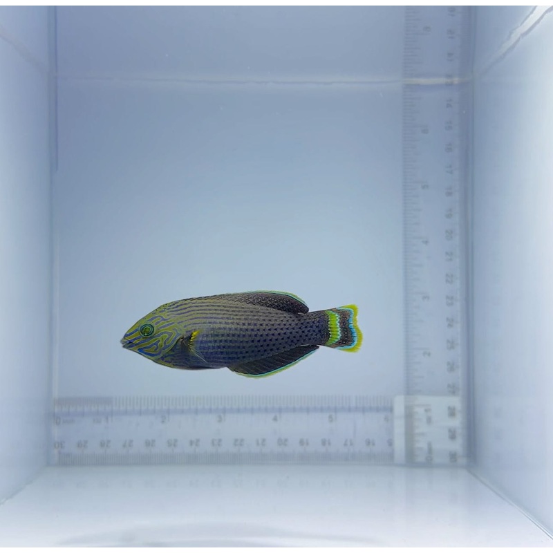 Dusky Margined Wrasse Fish