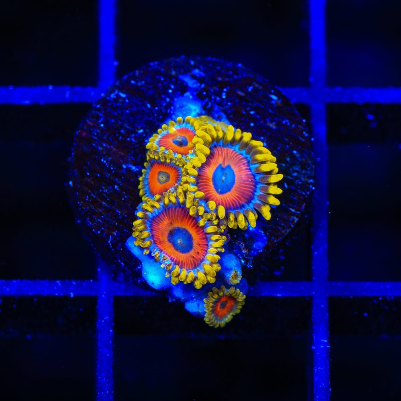 Eagle Eye Zoanthids Coral