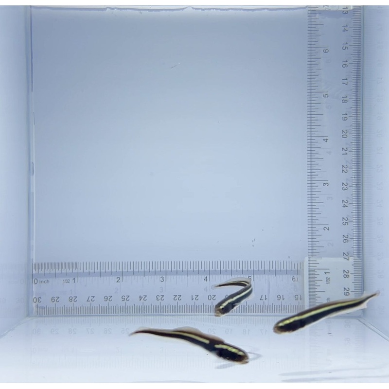 Engineer Goby Fish
