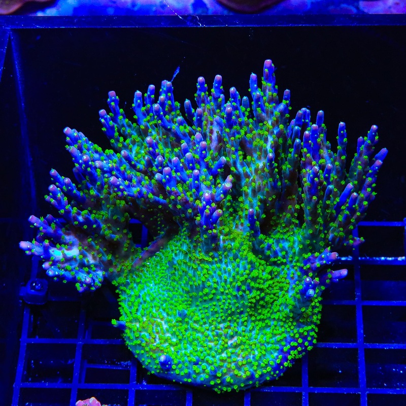Garf Bonsai Acropora Colony Coral