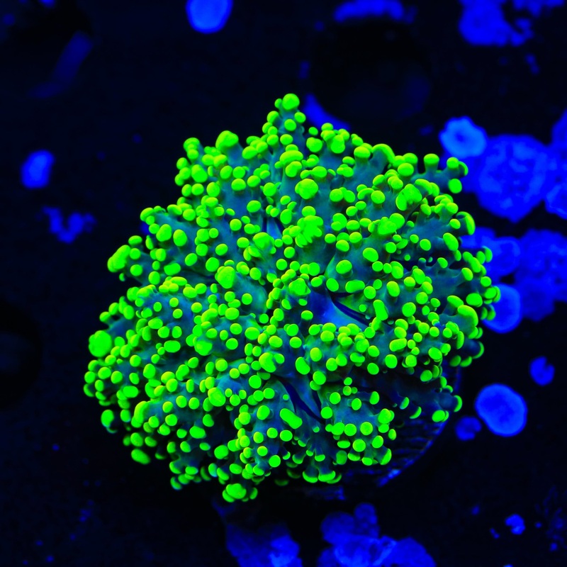 Highlighter Octospawn Coral