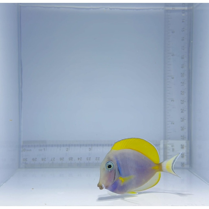Hybrid Gold Rim Powder Blue Tang Fish