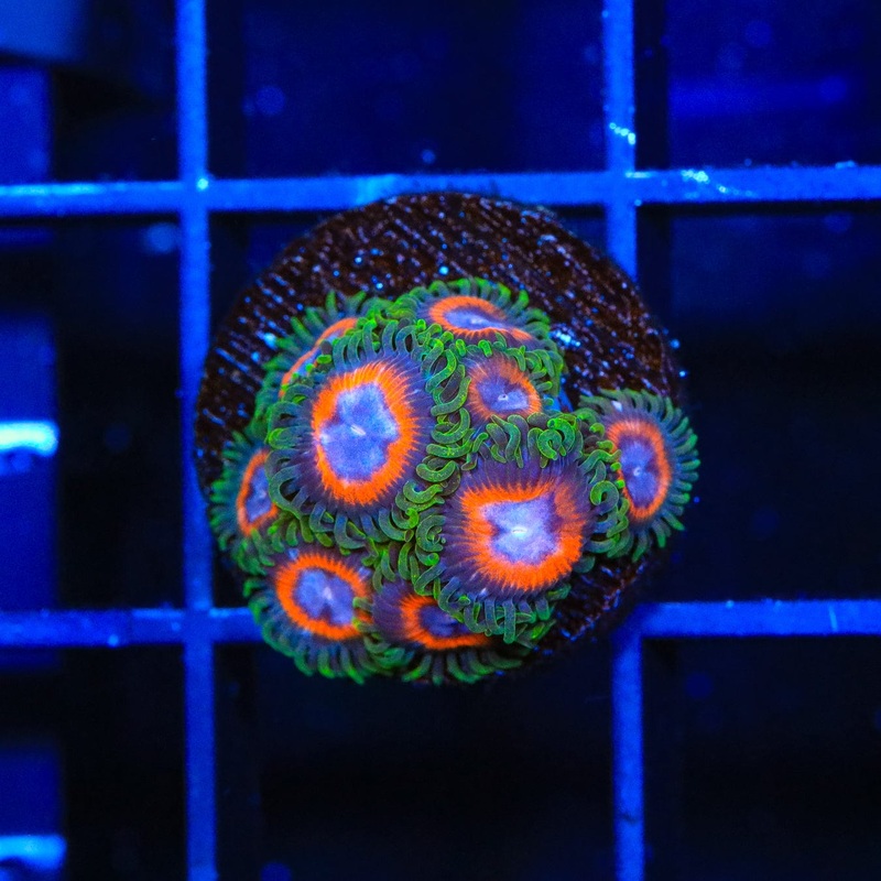 JF Jungle Juice Zoanthids Coral