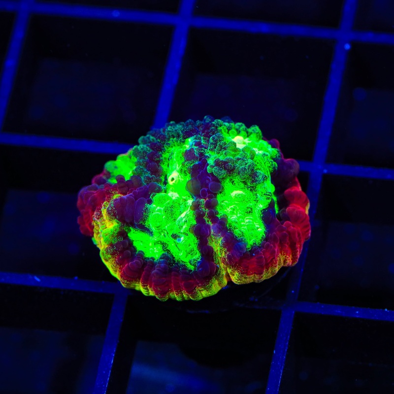 JF Psycho Rim Favia Coral