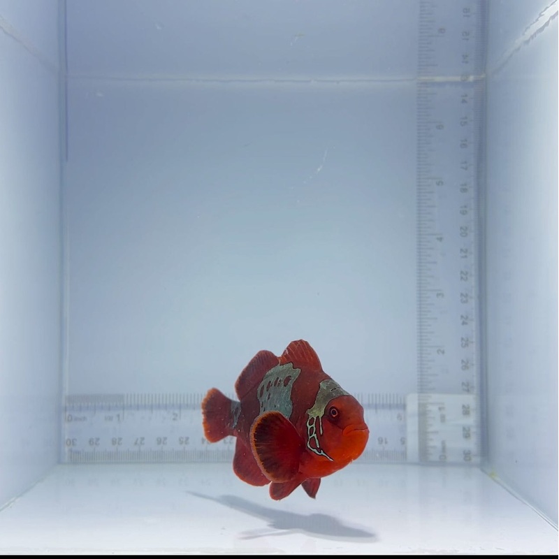 Jumbo Lightning Maroon Clownfish