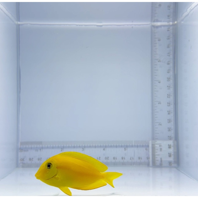 Juvenile Orange Shoulder Tang Fish